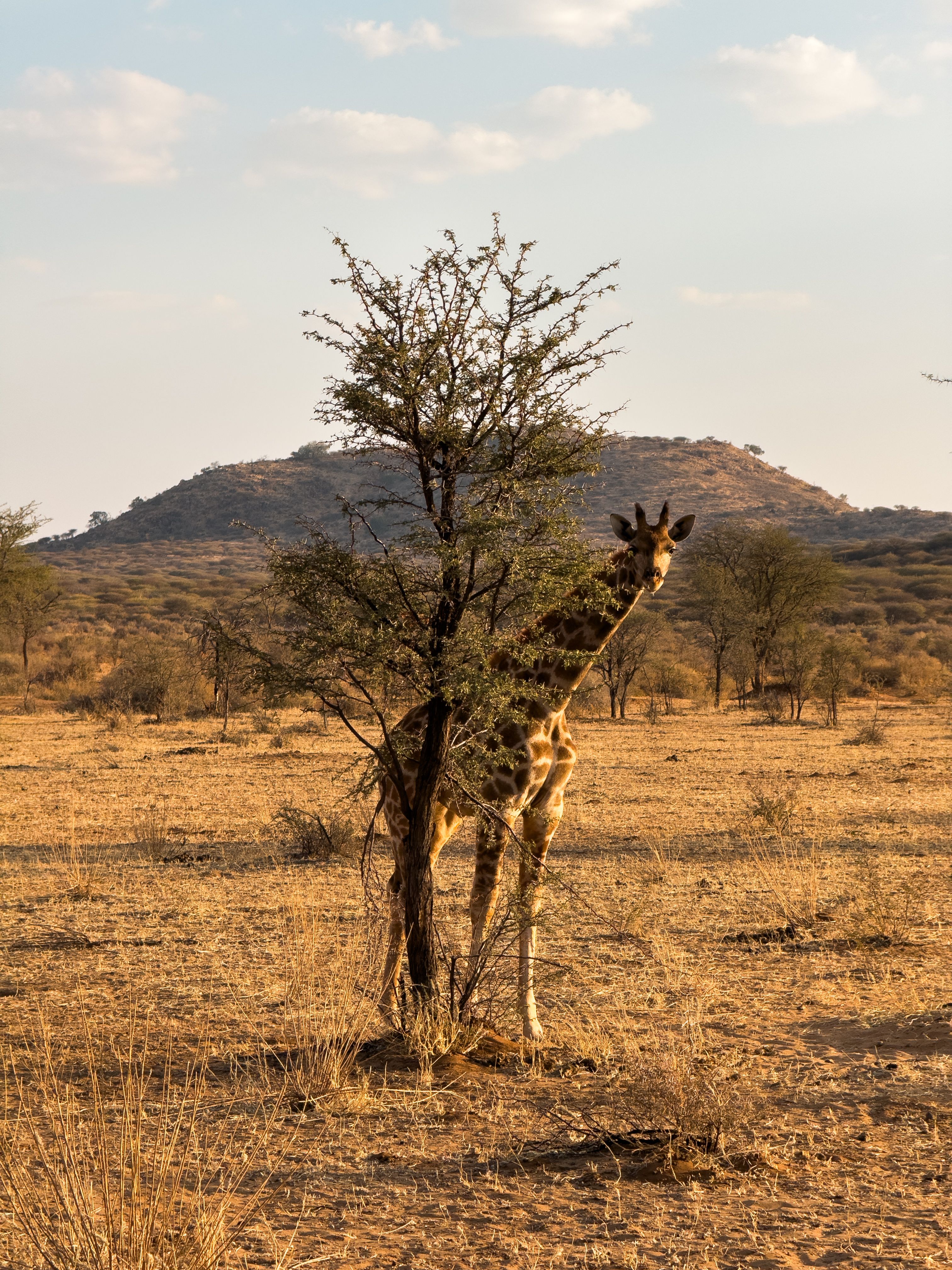 Kalahari